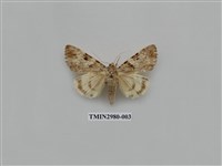 藏品(夜蛾382)的圖片